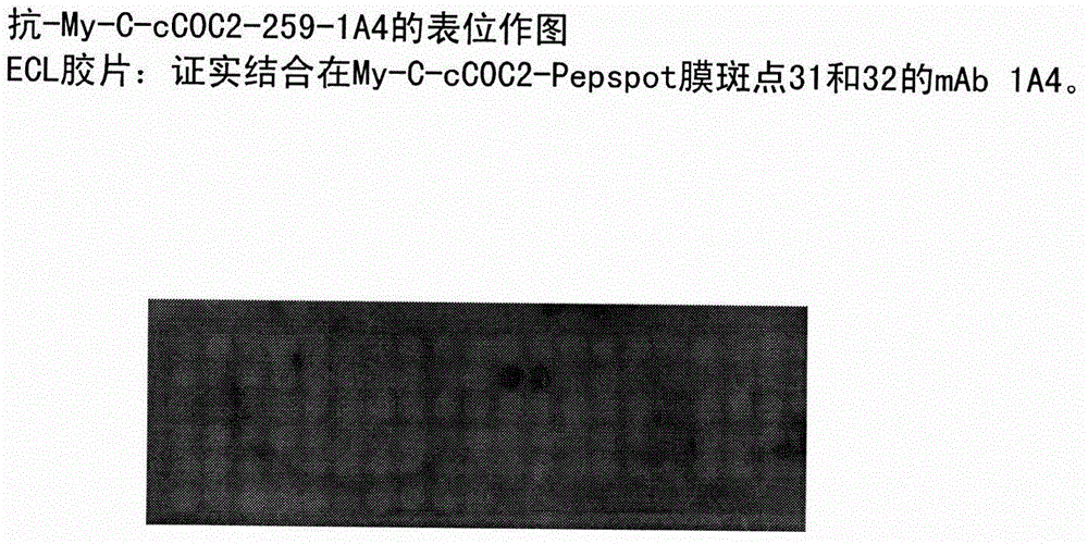 Hybridoma cell lines (my-c-cc0c2-259-1 a4) and use thereof for producing a monoclonal antibody against human cardiac myosin binding protein c (c-protein, mybpc3, cmybp-c or my-c)