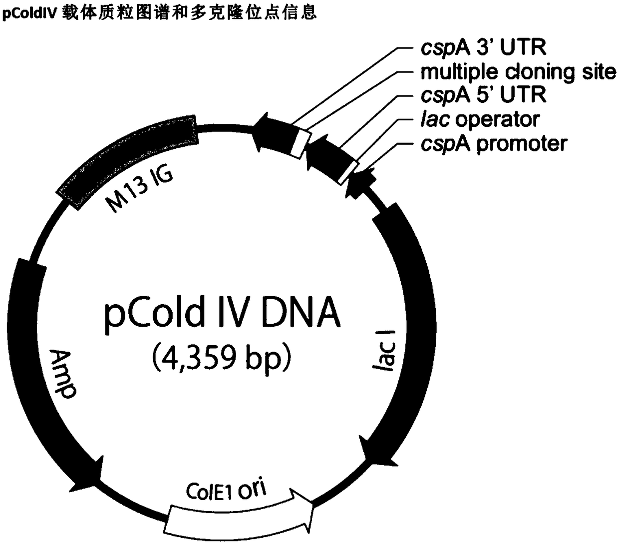 Novel penaeus monodon ALFpm12 antibacterial peptide, and preparation method and applications thereof