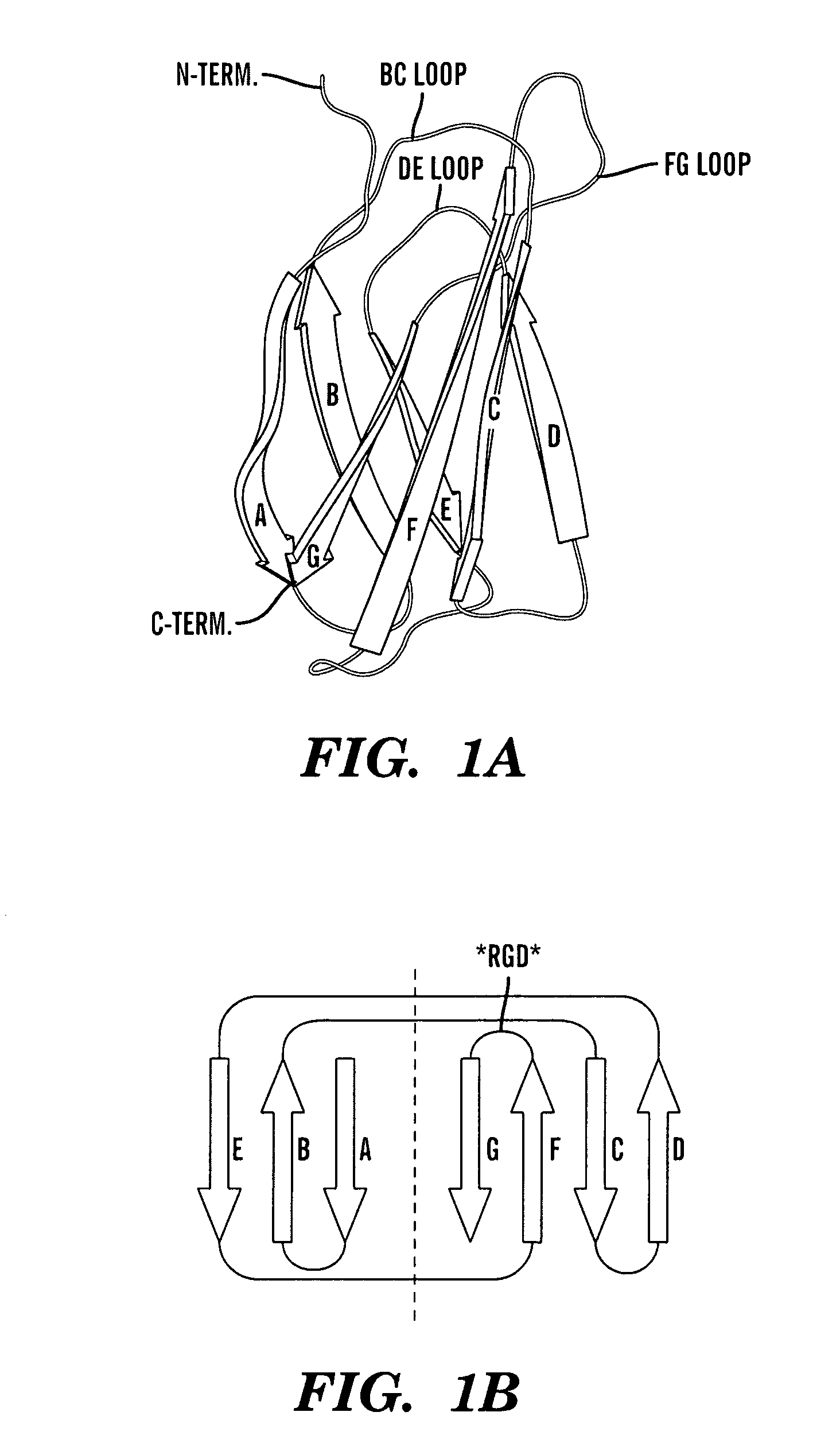 Method of identifying polypeptide monobodies which bind to target proteins and use thereof