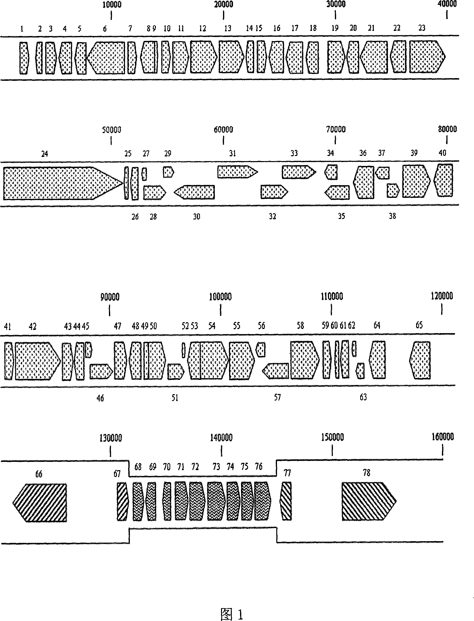 Extraction of duck enteritis virus genom DNA and sequence thereof