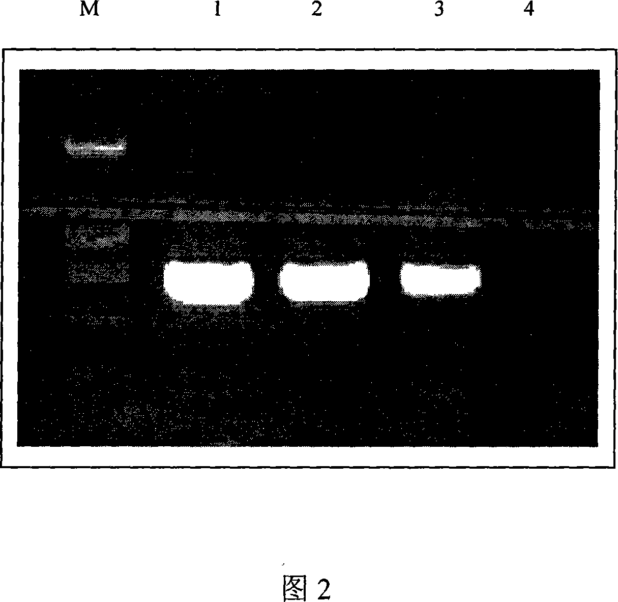 Extraction of duck enteritis virus genom DNA and sequence thereof