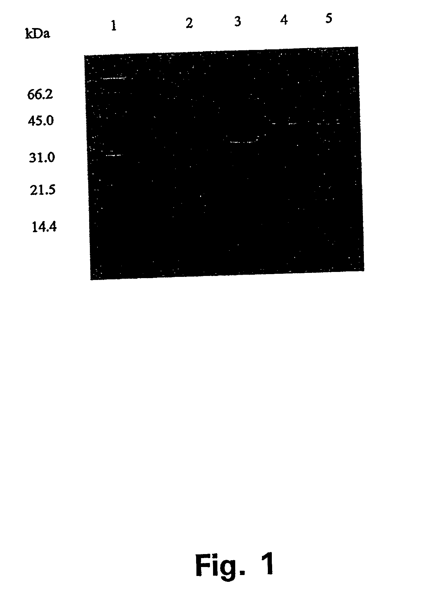 Hybrids of M. tuberculosis antigens