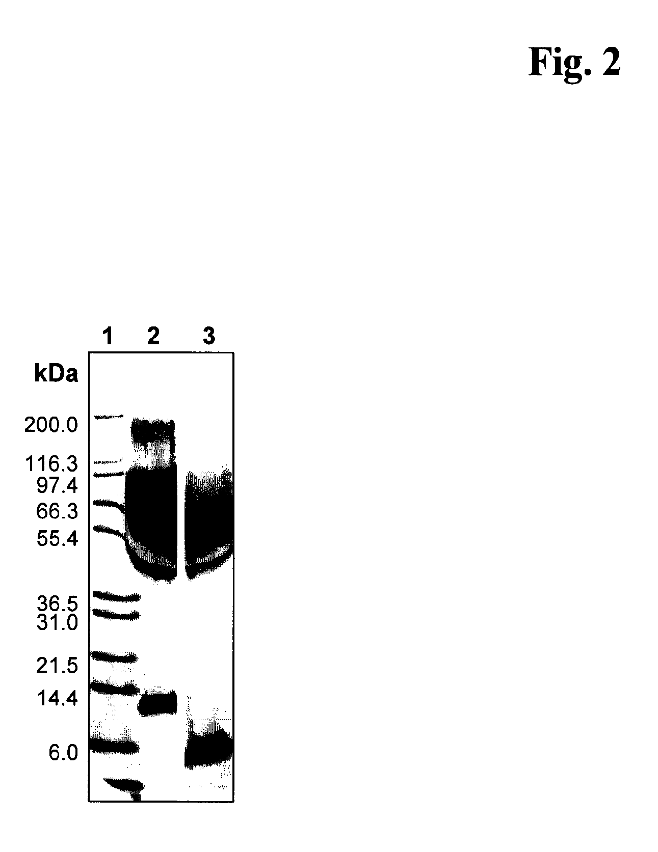 Method for the production of conjugates of insulin-like growth factor-1 and poly(ethylene glycol)