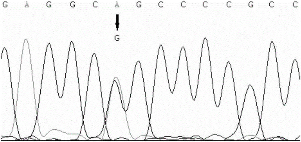 NGF gene as molecular marker of sheep yeaning traits and application thereof