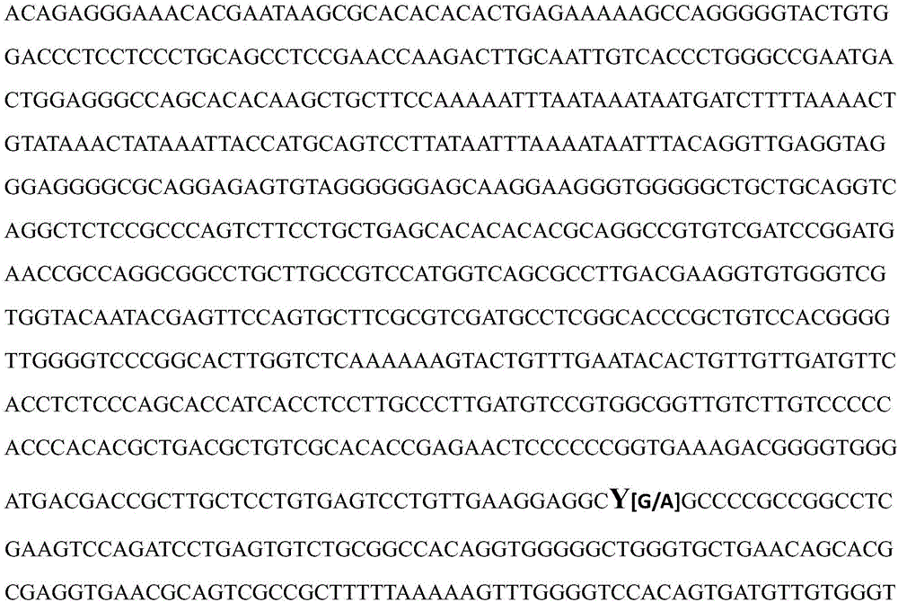 NGF gene as molecular marker of sheep yeaning traits and application thereof