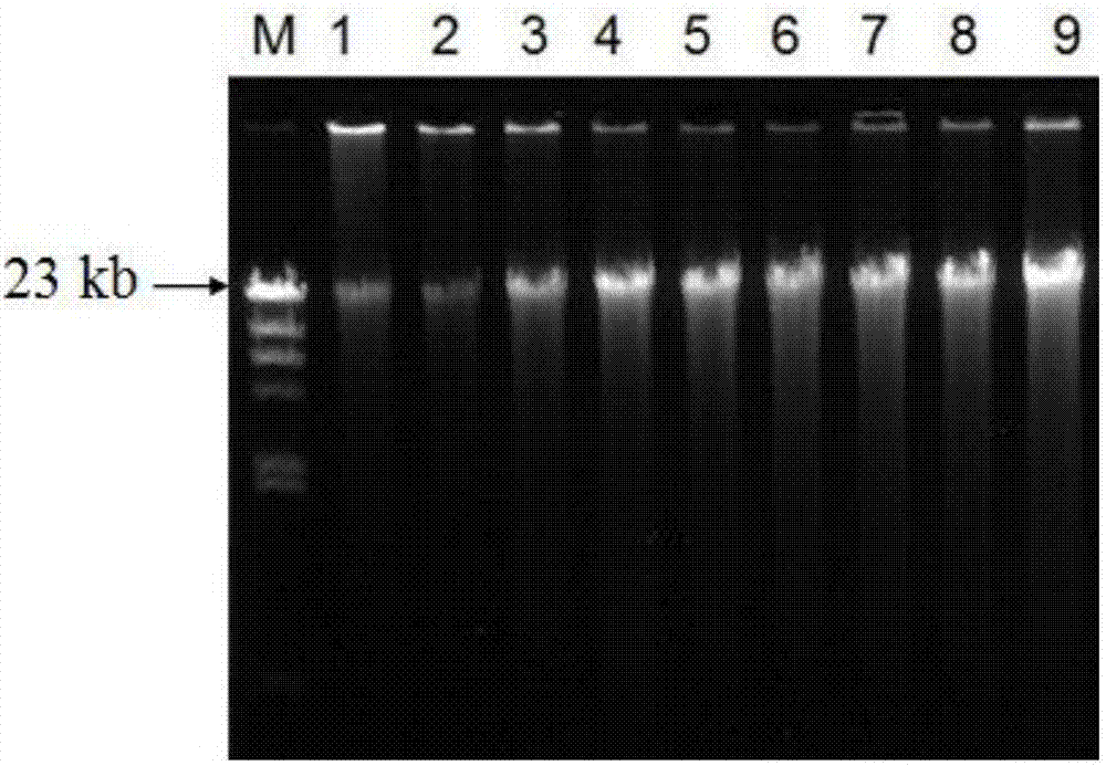 Gene pme16A for encoding metalloprotease and application thereof