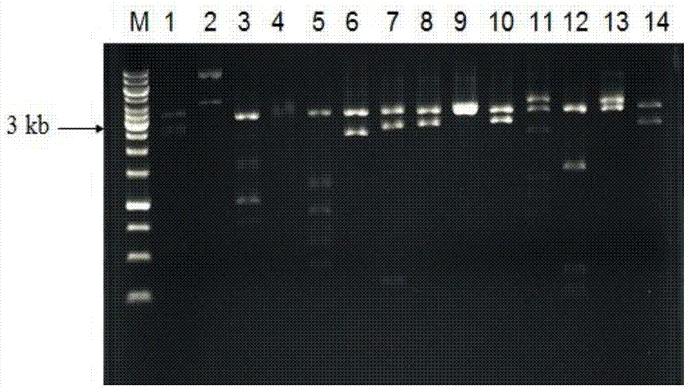 Gene pme16A for encoding metalloprotease and application thereof