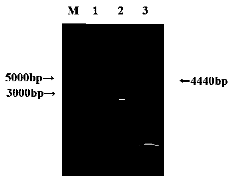 Construction method of recombinant baculovirus for expressing serum type 4 avian adenovirus fibroid protein F2