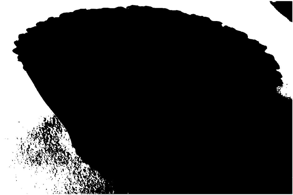 Degradable sludge-based seedling pot and preparation method thereof