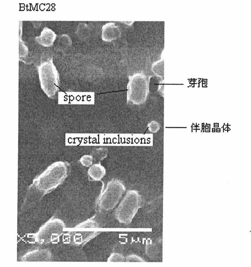 Novel strain of Bacillus thuringiensis bacterial strain and use thereof