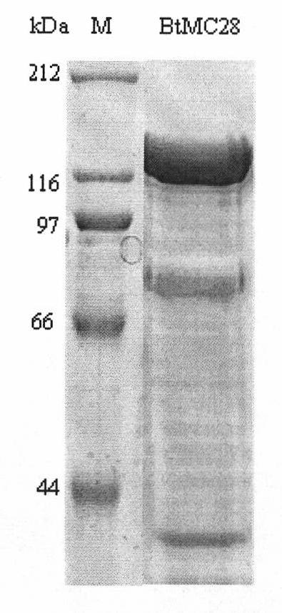 Novel strain of Bacillus thuringiensis bacterial strain and use thereof