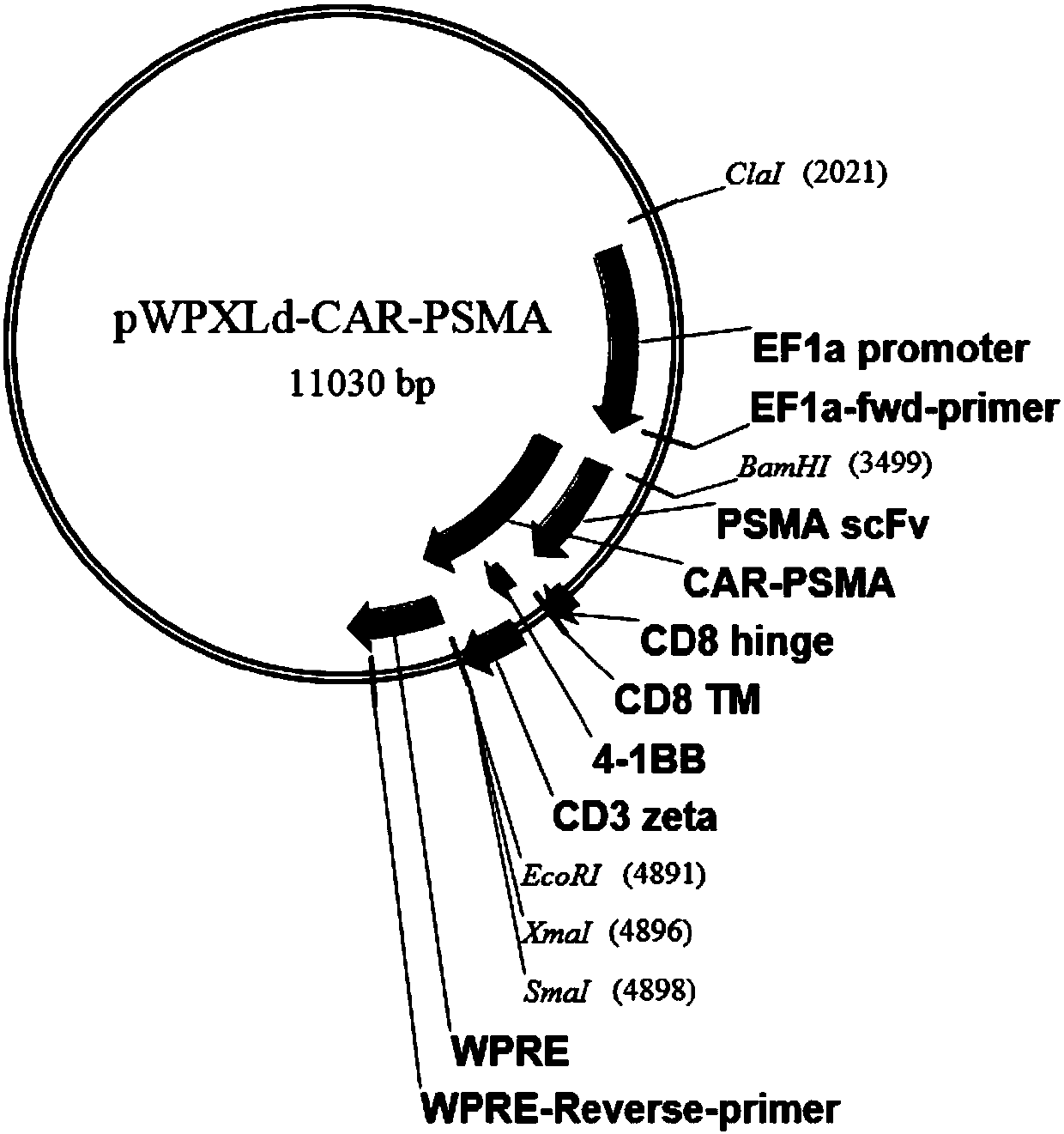 PSMA-targeting single-strand antibody, and PSMA-targeting chimeric antigen receptor T cell and preparation method and application thereof