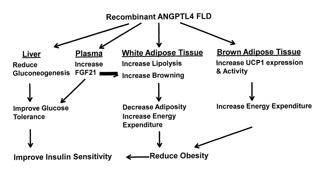 Anti-obesity and Anti-diabetic effects of angiopoietin-like 4 (angptl4) fibrinogen-like domain