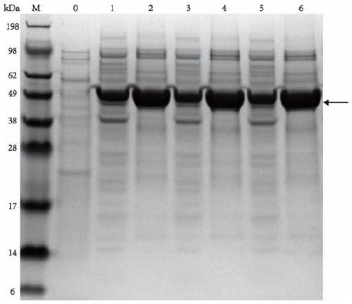 Escherichia coli expressing thermostable tyrosine phenolase and application thereof