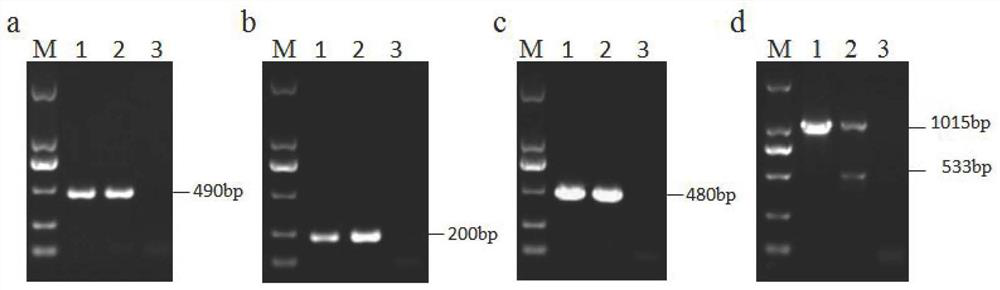 Construction of recombinant pseudorabies virus vector expressing foreign protein and preparation method of recombinant pseudorabies virus