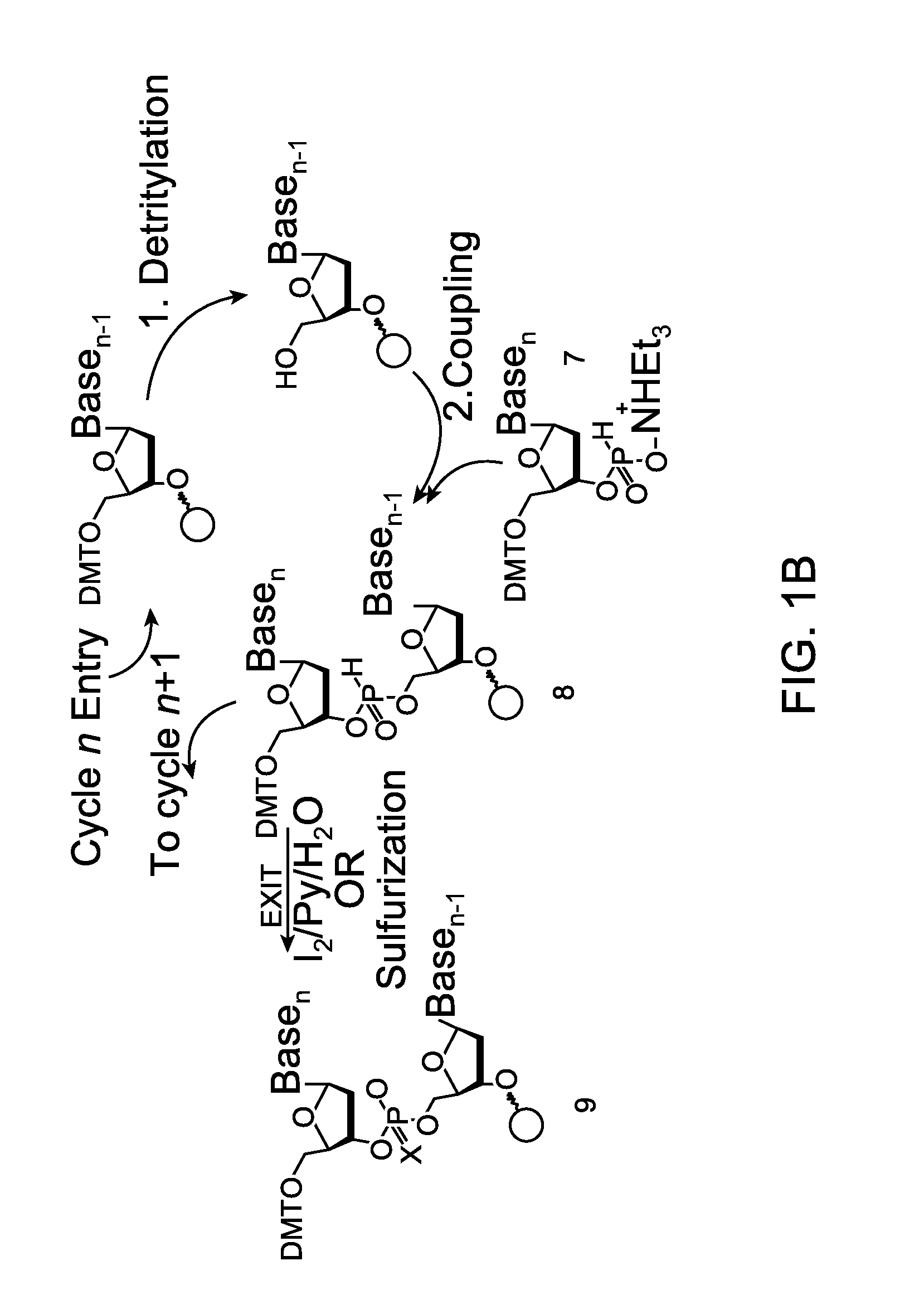 Methods for the synthesis and purification of oligomers