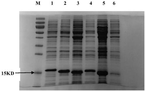 Nano-antibody aiming at H3K64Ac/H3K64 fragments and application thereof