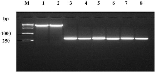 Nano-antibody aiming at H3K64Ac/H3K64 fragments and application thereof