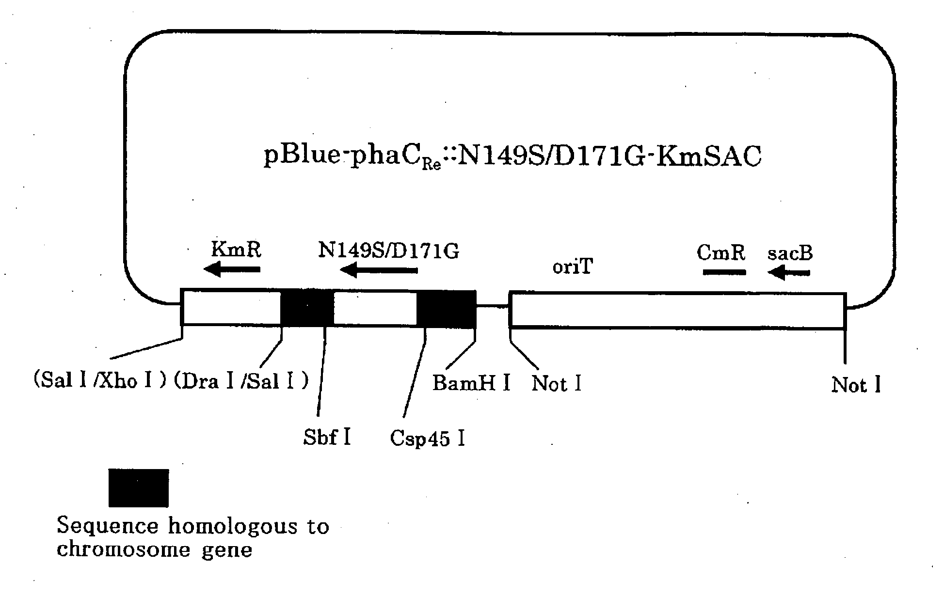 Gene-substituted microorganisms, and production method of polyesters using the same