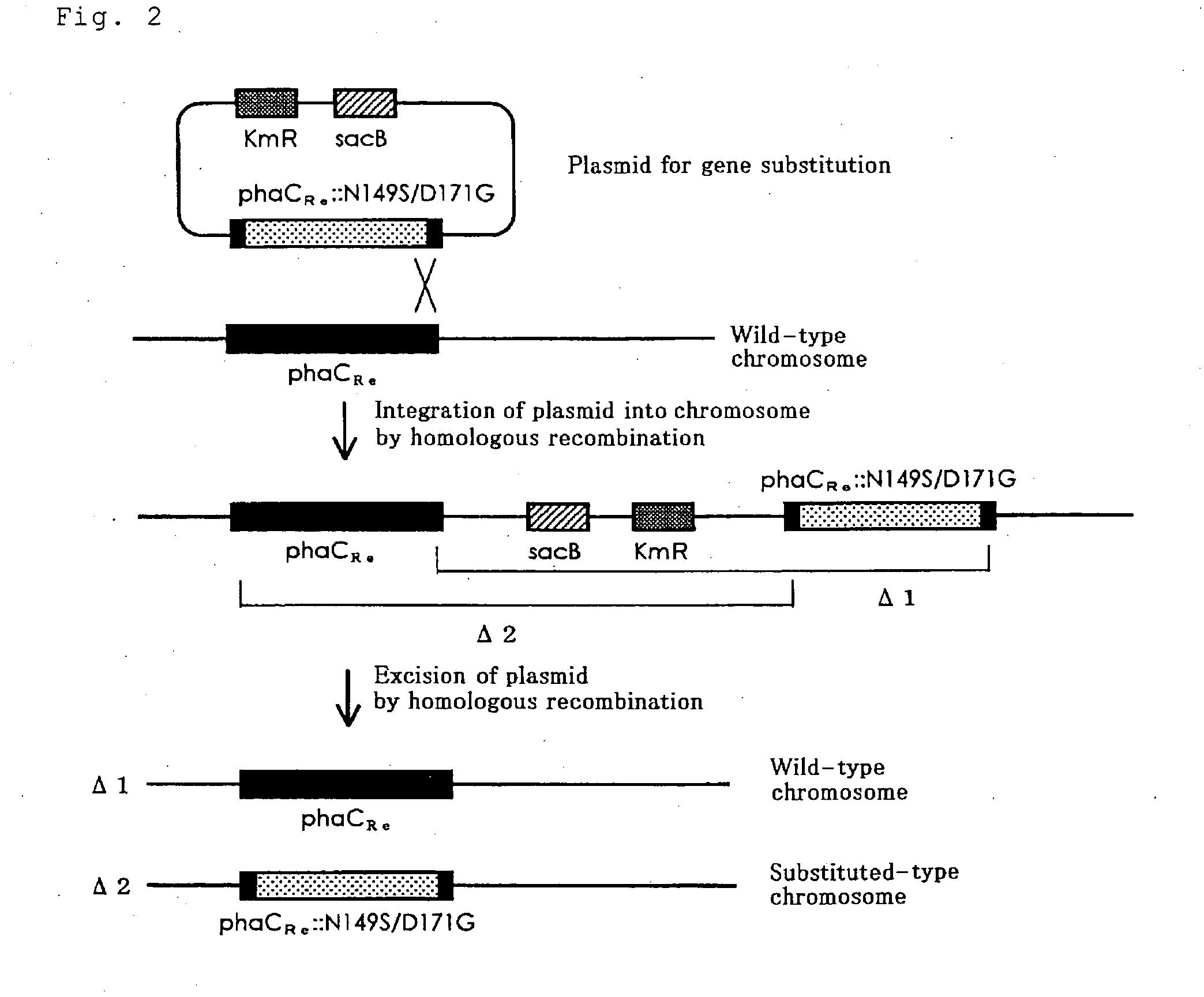 Gene-substituted microorganisms, and production method of polyesters using the same