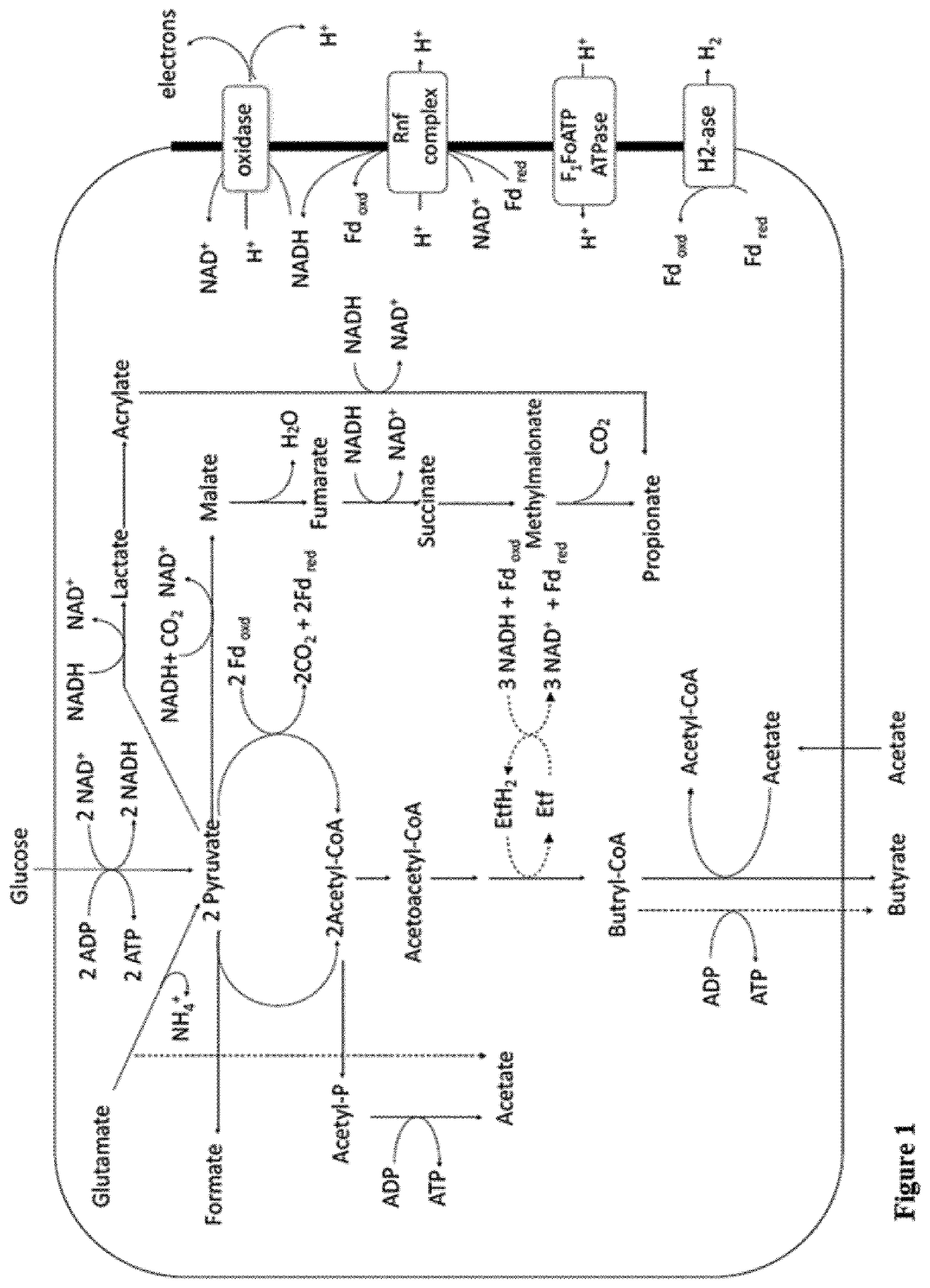 <i>Faecalibacterium prausnitzii </i>and <i>Desulfovibrio piger </i>for use in the treatment or prevention of diabetes and bowel diseases