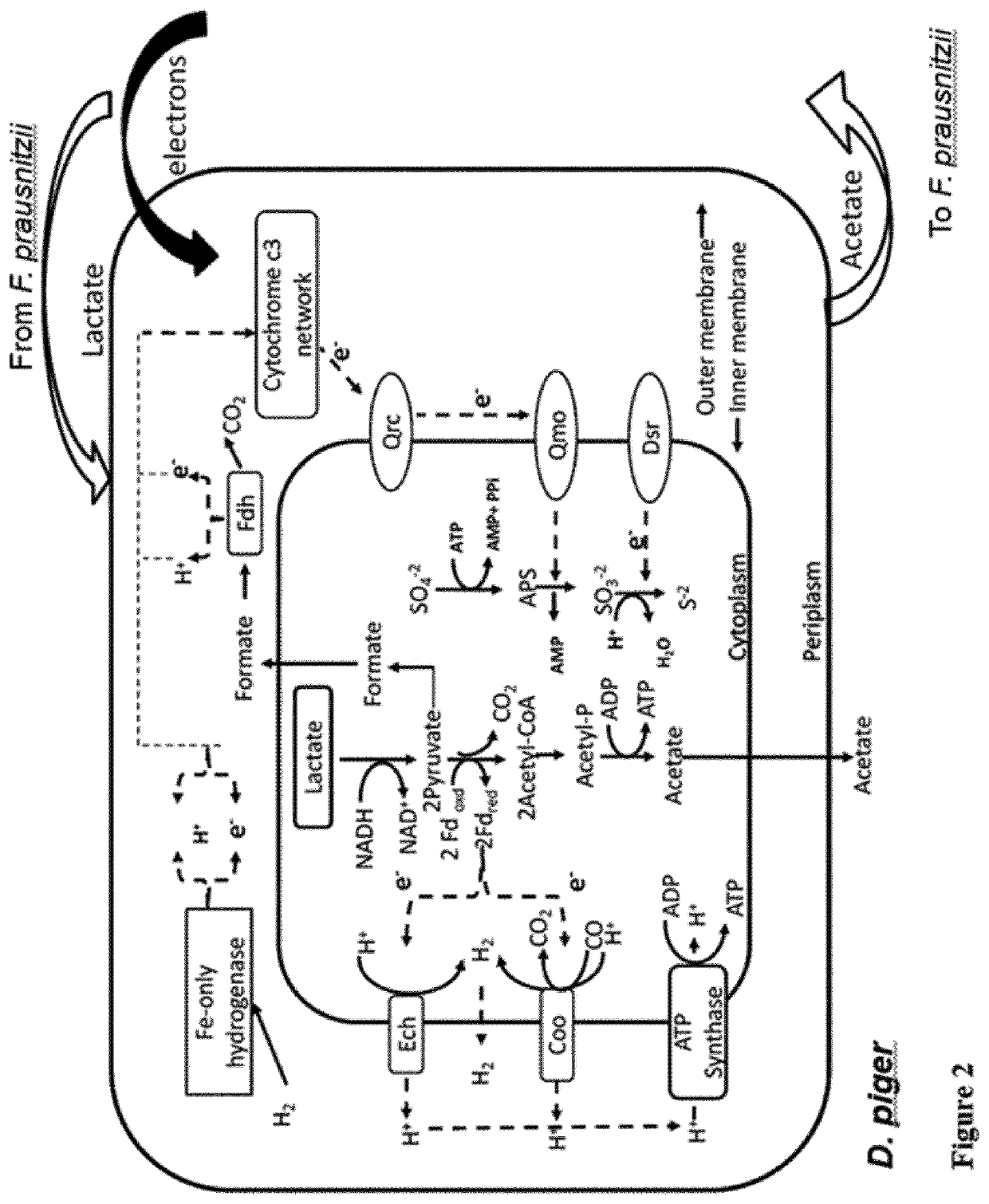 <i>Faecalibacterium prausnitzii </i>and <i>Desulfovibrio piger </i>for use in the treatment or prevention of diabetes and bowel diseases