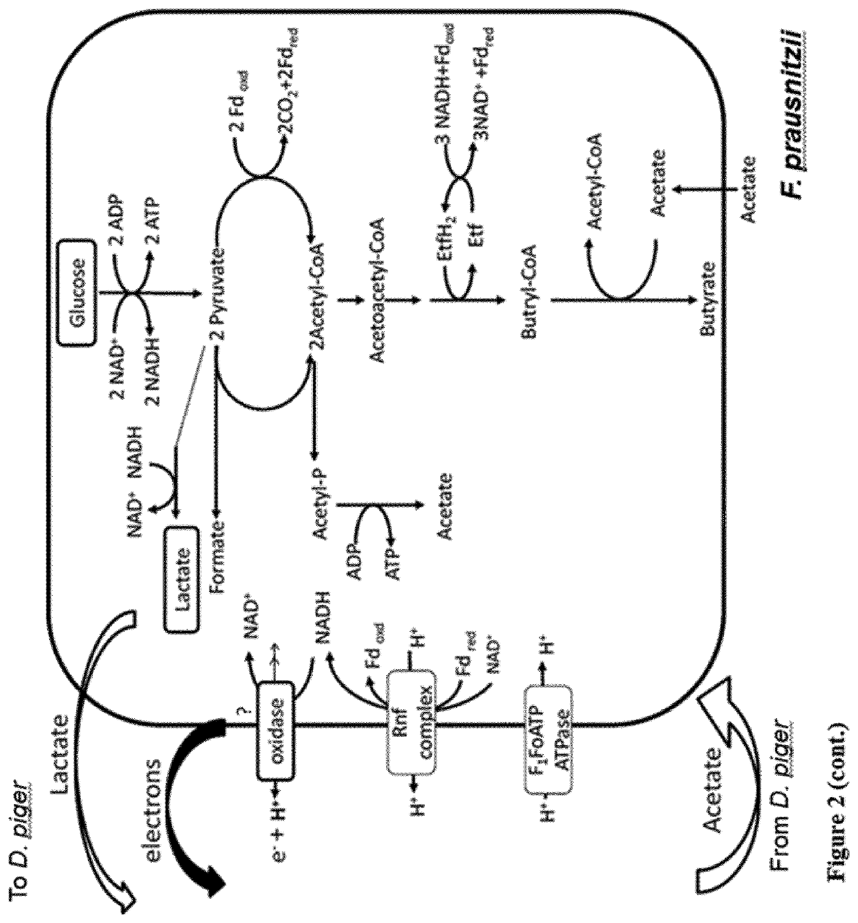 <i>Faecalibacterium prausnitzii </i>and <i>Desulfovibrio piger </i>for use in the treatment or prevention of diabetes and bowel diseases