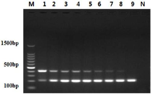 A primer combination for identifying chicken parvovirus and avian reovirus and its application