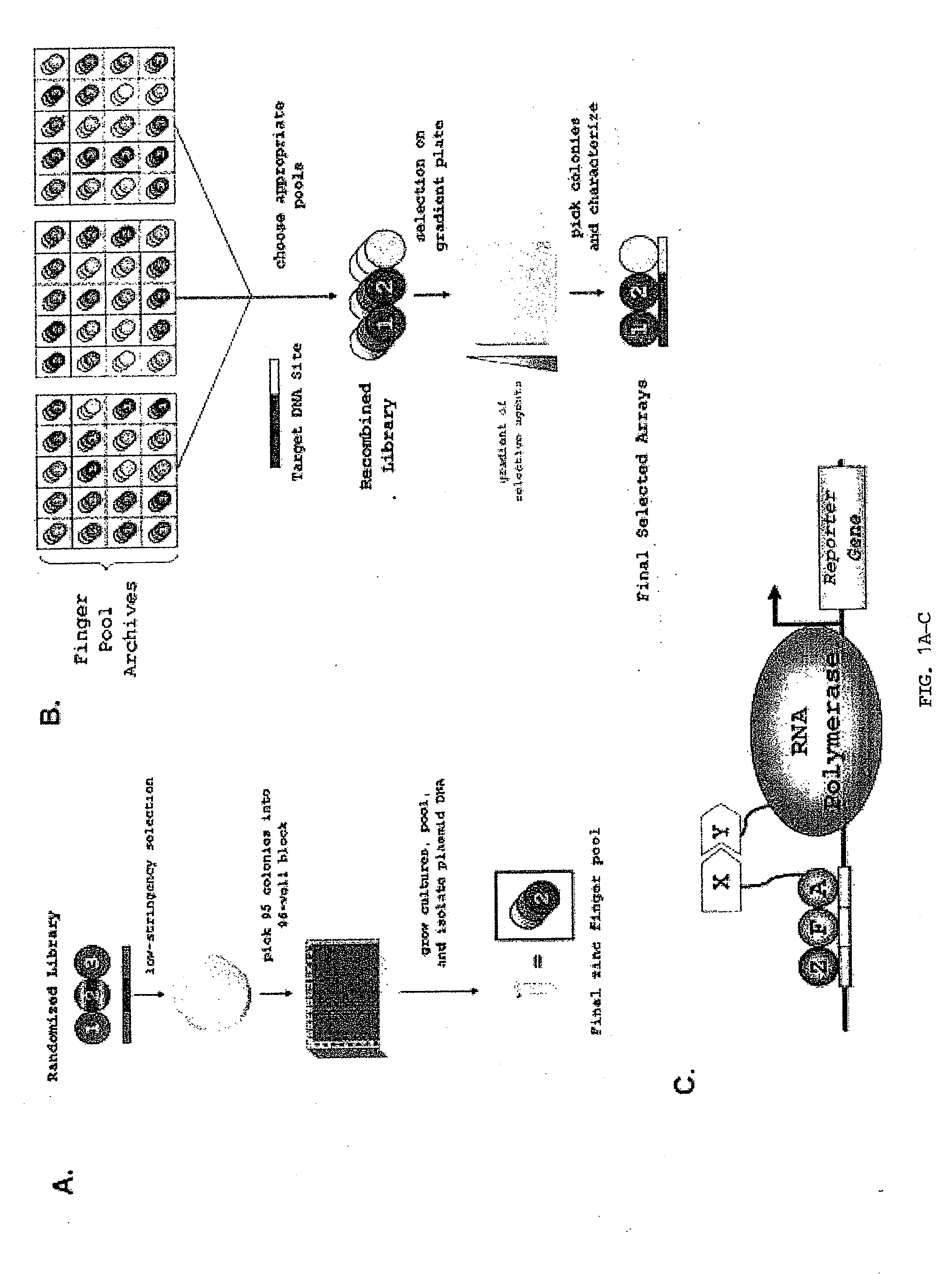 Zinc finger nuclease for the cftr gene and methods of use thereof