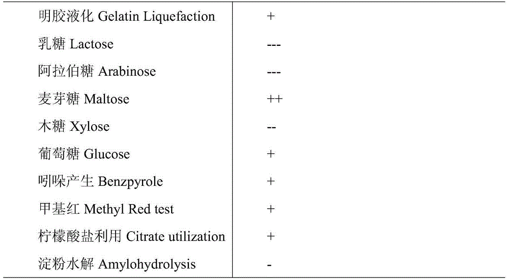 Bifunctional strain capable of degrading cellulose and starch as well as separating and screening method and application of bifunctional strain