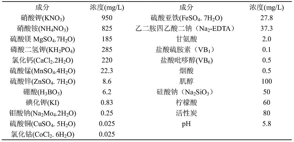 A method for screening drought-tolerant mutant strains of sugarcane