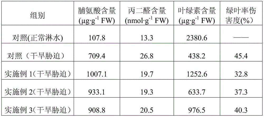 A method for screening drought-tolerant mutant strains of sugarcane