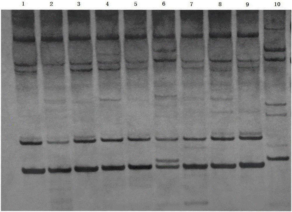 A method for screening drought-tolerant mutant strains of sugarcane