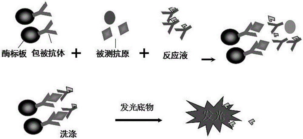 Chemiluminescence immunoassay method for quantitative detection of myeloperoxidase