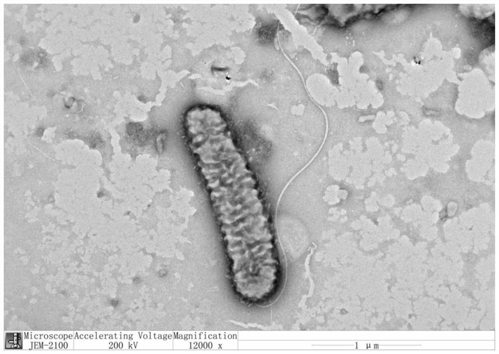 Pseudohemobacterium rhizosphere, its culture and isolation method and its use in tobacco flavoring