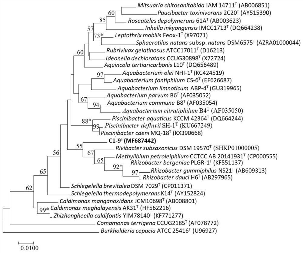 Pseudohemobacterium rhizosphere, its culture and isolation method and its use in tobacco flavoring