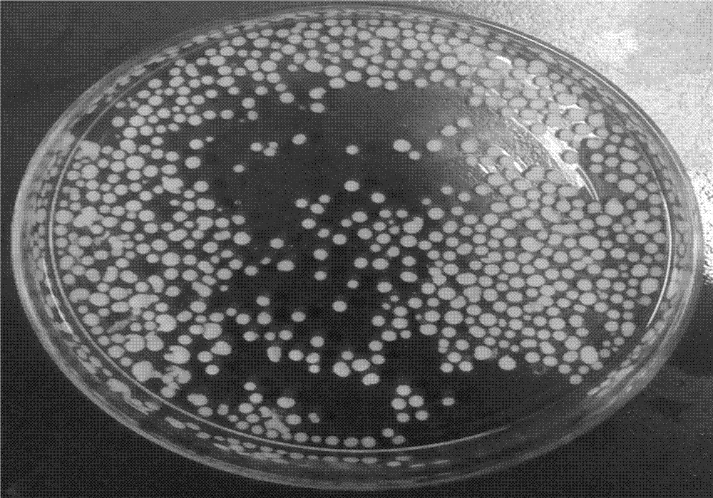 Method for conducting fixation of denitrifying bacteria with Trichodermaviride as carrier