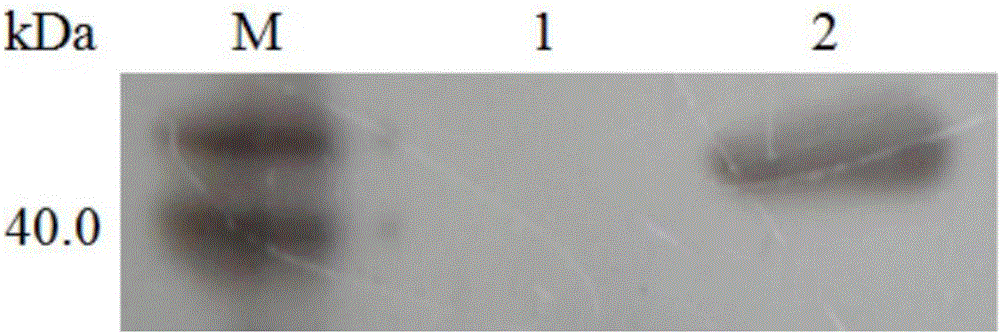 Pectate lyase coding gene cloned from Streptomyces griseorubens, as well as expression in vitro and application thereof