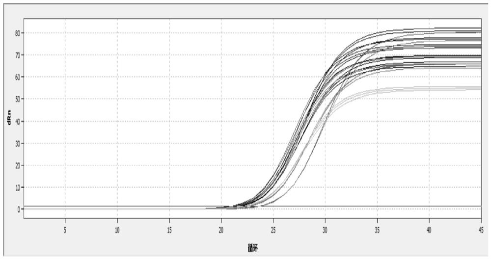 Passiflora internal reference gene and its screening method and application