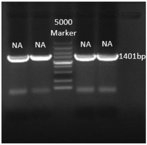 Replication-defective recombinant influenza virus for simultaneously expressing HA and HEF