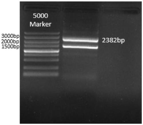 Replication-defective recombinant influenza virus for simultaneously expressing HA and HEF