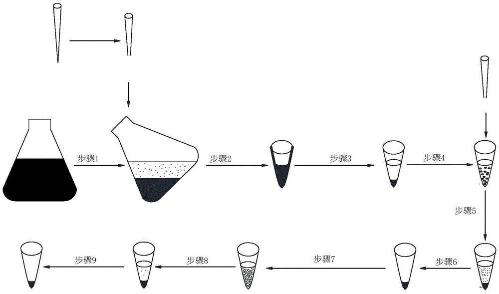 A method for rapidly separating Synechocystis cells and their mineralization products