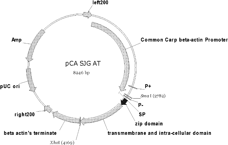 Continuously activated growth hormone receptor gene of fishes, and preparation method and application thereof