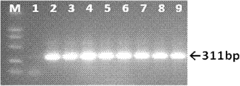 Continuously activated growth hormone receptor gene of fishes, and preparation method and application thereof