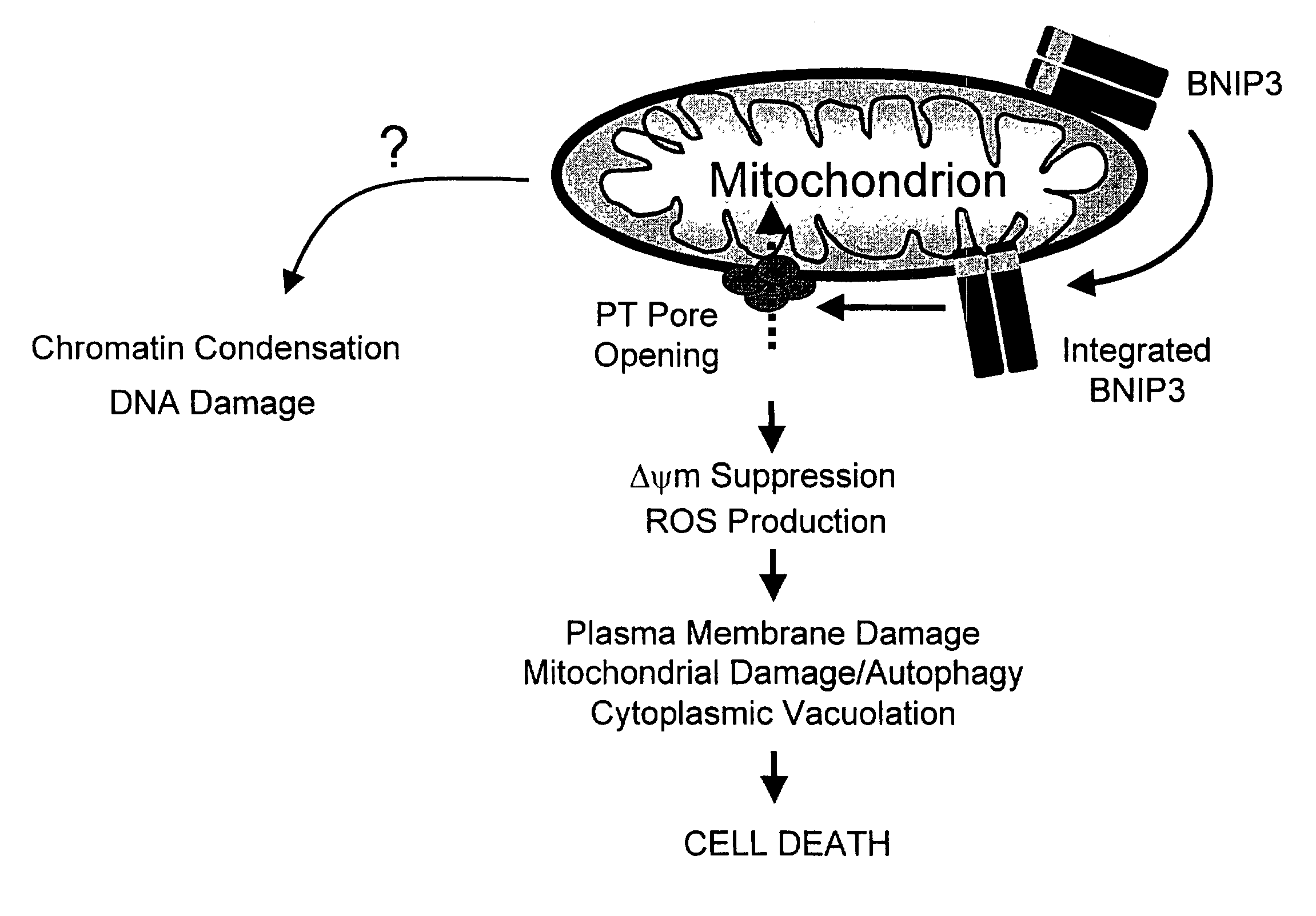 NIP3 family of proteins