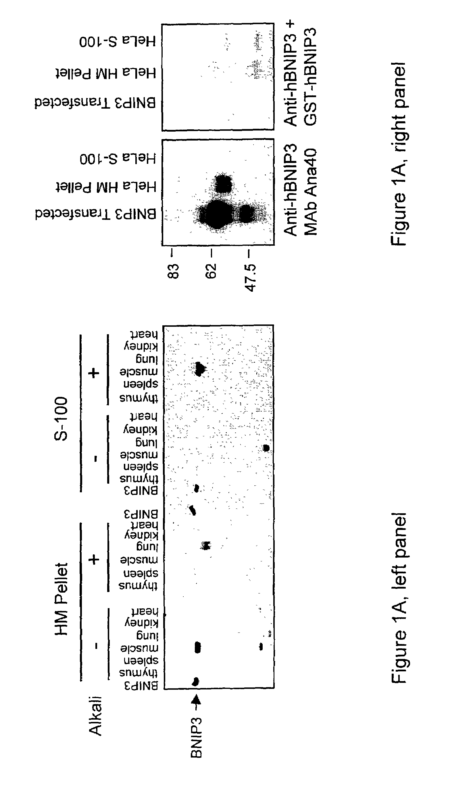 NIP3 family of proteins