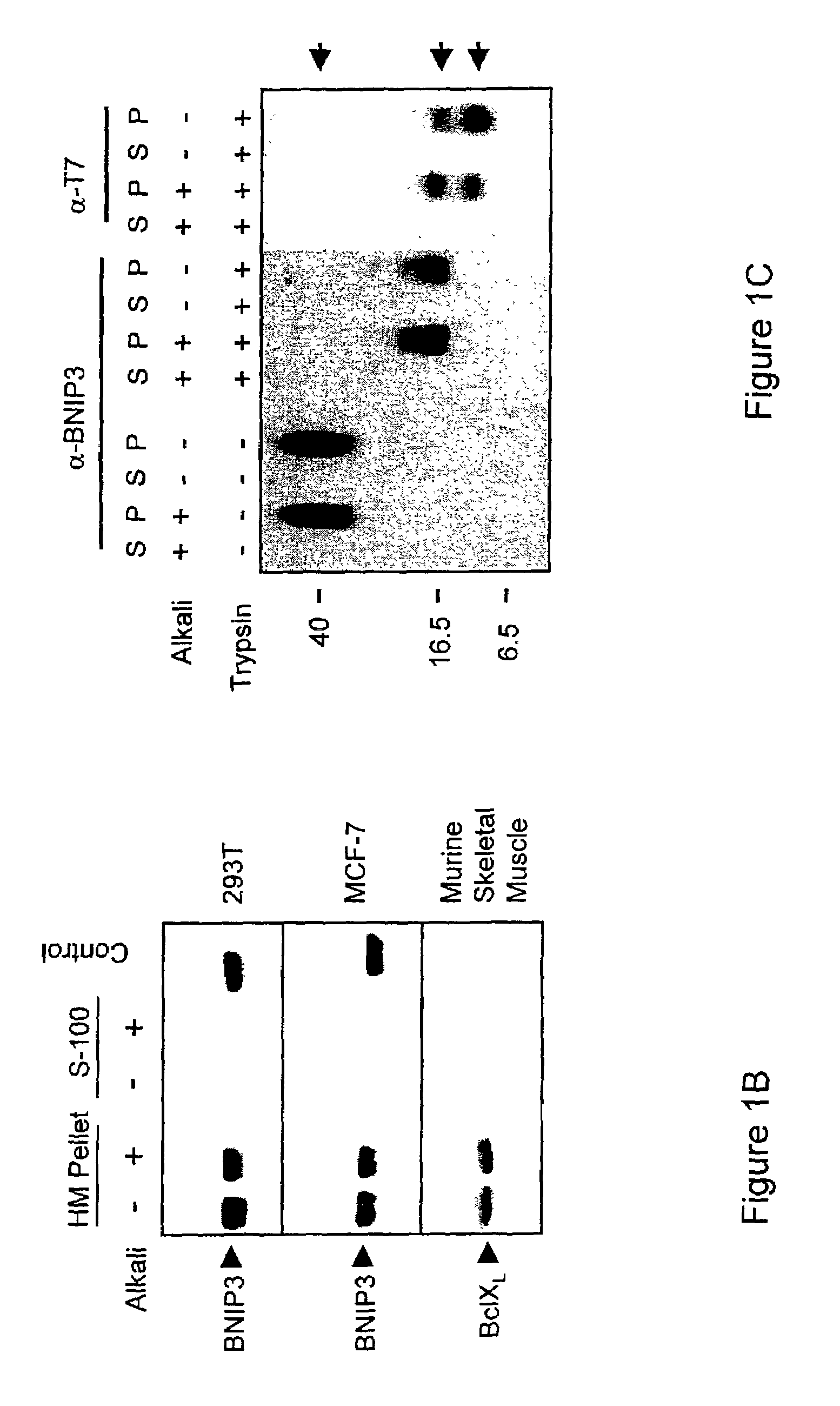 NIP3 family of proteins