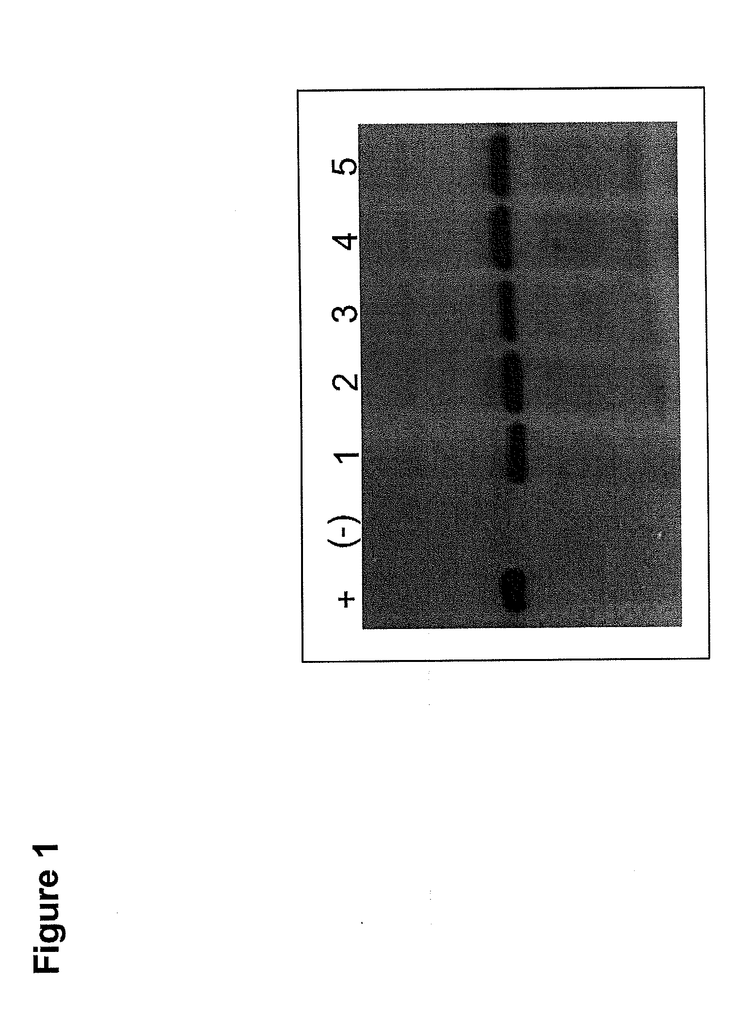 Immunogenic formulation