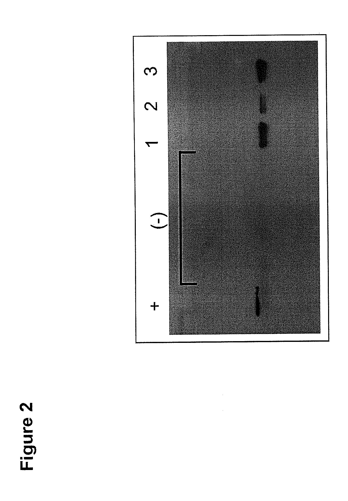 Immunogenic formulation