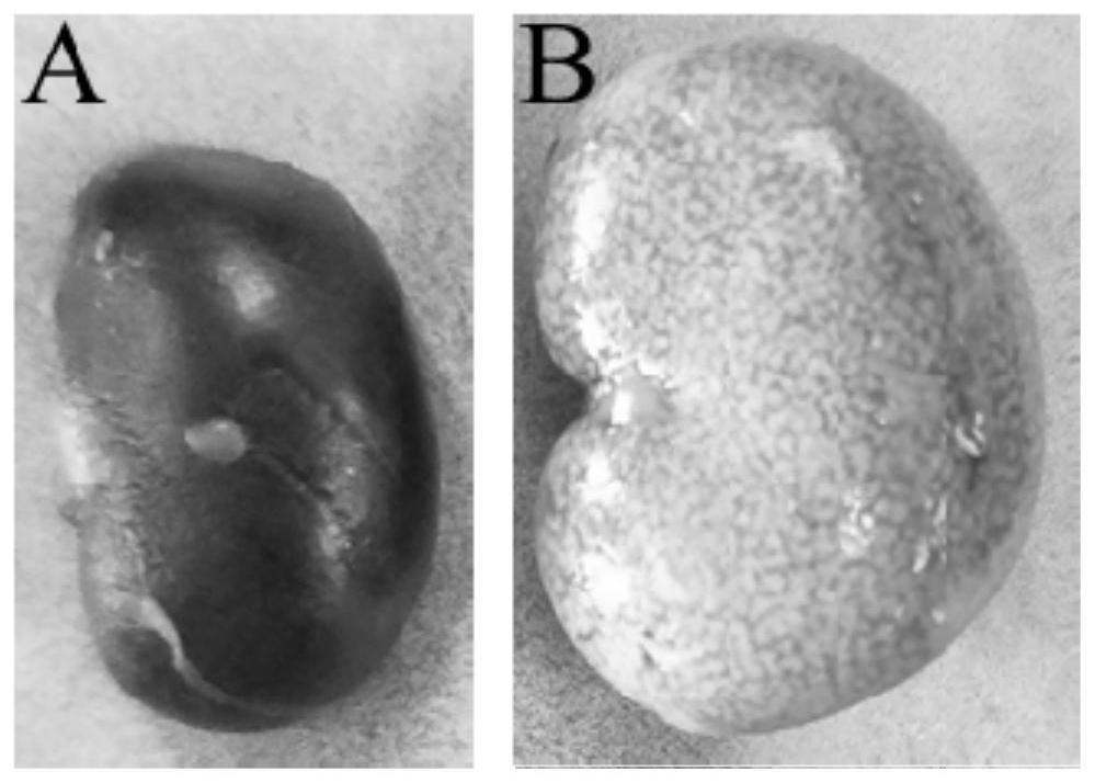 Hellgrammites extract for treating chronic renal failure as well as preparation method and application of hellgrammites extract